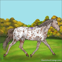 Horse Color:Chestnut Appaloosa