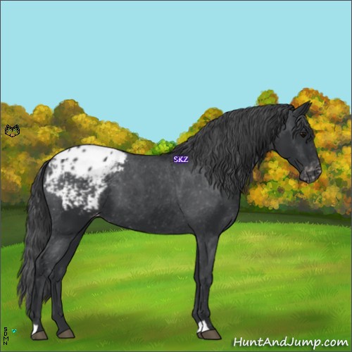 Horse Color:Black Blanket 