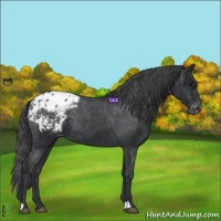 Horse Color:Black Appaloosa 