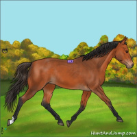 Horse Color:Bay Rabicano 