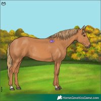 Horse Color:Chestnut Rabicano