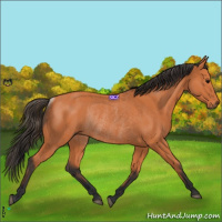 Horse Color:Bay Rabicano