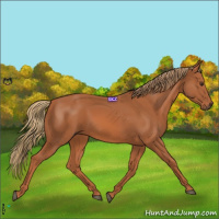 Horse Color:Chestnut Rabicano 