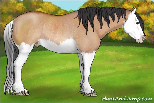 Horse Color:Bay Dun Sabino Splash Rabicano 