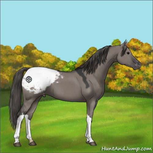 Horse Color:Grullo Appaloosa 