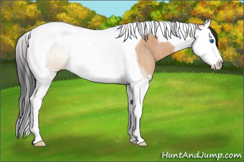 Horse Color:Bay Dun Sabino Splash Tobiano Rabicano 