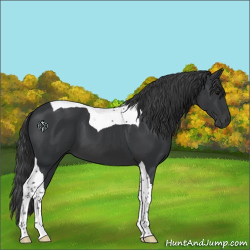Horse Color:Black Tobiano 