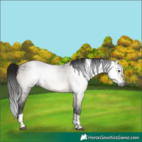 Horse Color:Gray Brown Roan Dun Tobiano Rabicano
