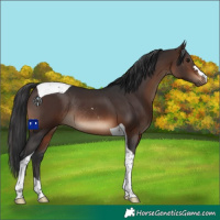 Horse Color:Brown Tobiano Rabicano