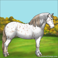 Horse Color:White Spotted Chestnut Ice Appaloosa 