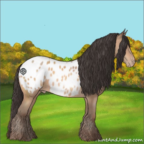 Horse Color:Amber Champagne Appaloosa 