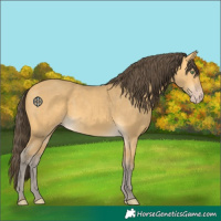 Horse Color:Amber Cream Champagne 