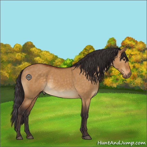 Horse Color:Buckskin Dun 