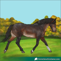 Horse Color:Brown Tobiano Rabicano 