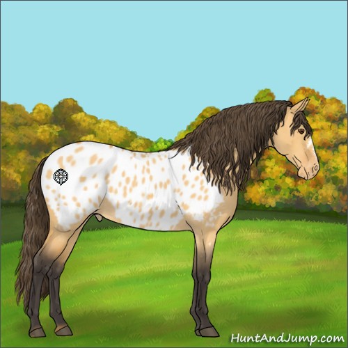 Horse Color:Buckskin Roan Dun Appaloosa 