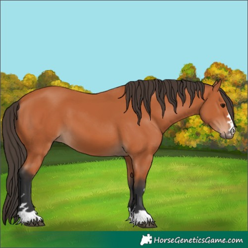 Horse Color:Bay 