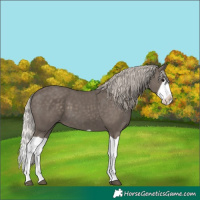 Horse Color:Silver Black Splash 
