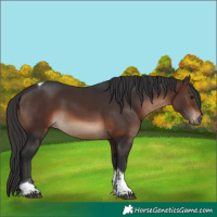 Horse Color:Brown Tobiano Rabicano 
