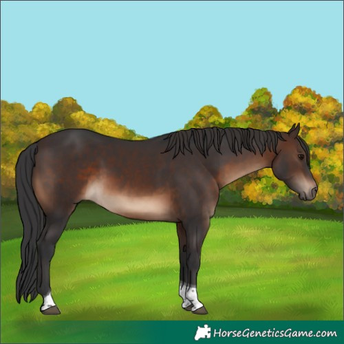 Horse Color:Brown Tobiano Rabicano 