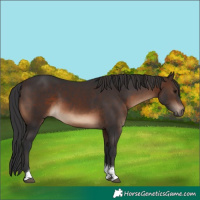 Horse Color:Brown Tobiano Rabicano 