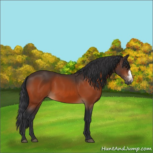 Horse Color:Bay Frame