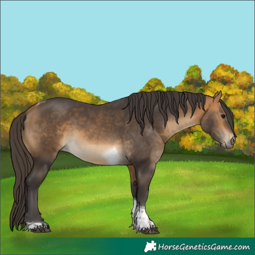 Horse Color:Buckskin Tobiano Rabicano