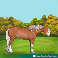 Horse Color:Silver Bay Sabino Rabicano 