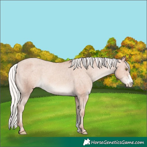 Horse Color:Silver Amber Champagne Sabino Appaloosa Rabicano 