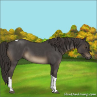 Horse Color:Smoky Blue Roan Tobiano Rabicano