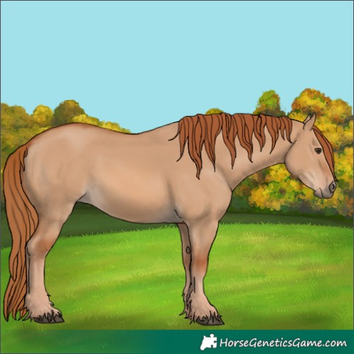 Horse Color:Red Dun