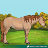 Horse Color:Red Dun 