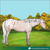 Horse Color:Silver Bay Appaloosa Rabicano 