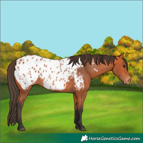 Horse Color:Bay Appaloosa Rabicano 