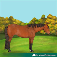 Horse Color:Bay Rabicano 