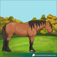 Horse Color:Bay 