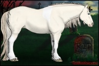 Horse Color:Perlino Dun Tobiano 