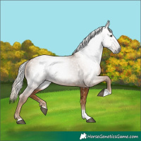Horse Color:Gray Chestnut 