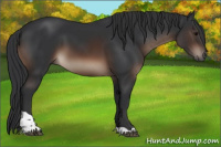 Horse Color:Brown Tobiano Rabicano