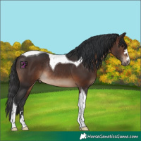 Horse Color:Brown Tobiano Rabicano 