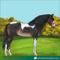 Horse Color:Brown Tobiano Rabicano