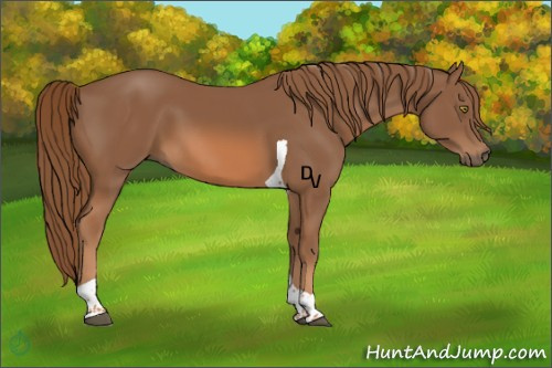 Horse Color:Chestnut Tobiano 
