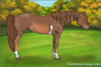 Horse Color:Chestnut Tobiano 