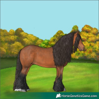 Horse Color:Bay 