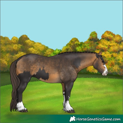 Horse Color:Smoky Black and Buckskin