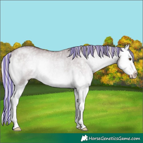 Horse Color:Painted Chocolate Silver Grullo Chinchilla Onyx Splash Rabicano 