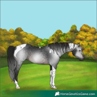 Horse Color:Gray Brown Tobiano 