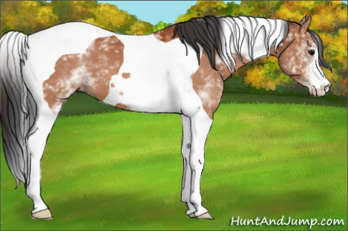Horse Color:White Spotted Bay Tobiano 