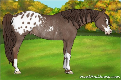 Horse Color:Liver Chestnut Sabino Appaloosa Rabicano 