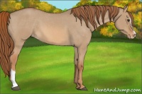 Horse Color:Red Dun Sabino Appaloosa 