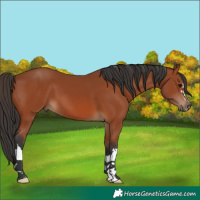 Horse Color:Bay 
